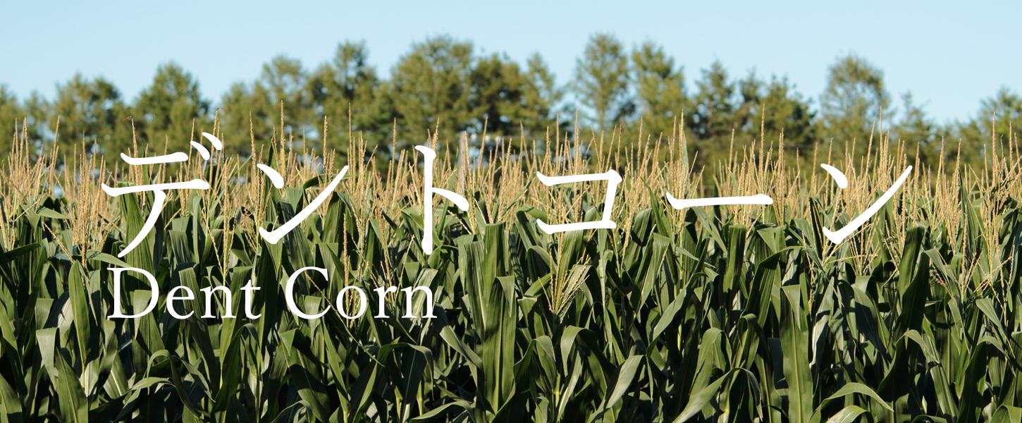 デントコーンDent Corn