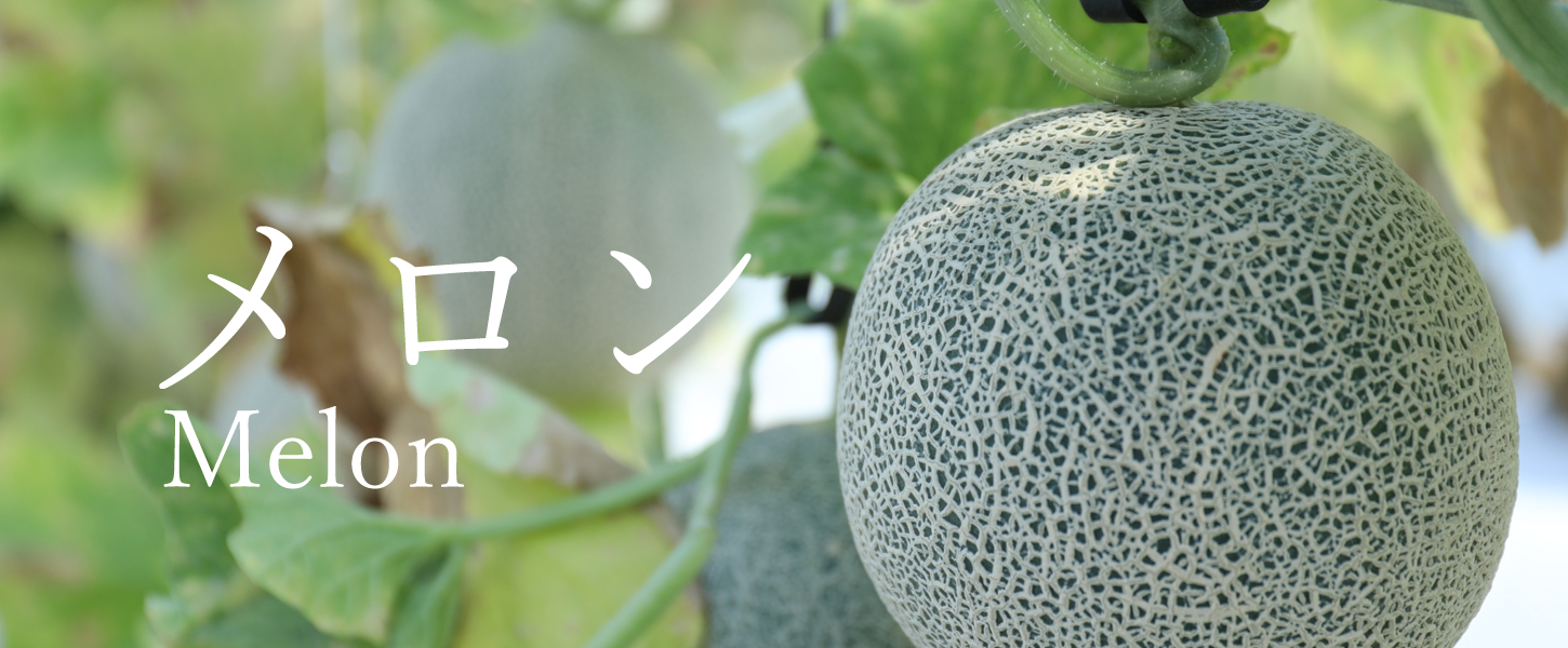 NODO メロン